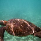 Meeresschildkröte auf Galapagos