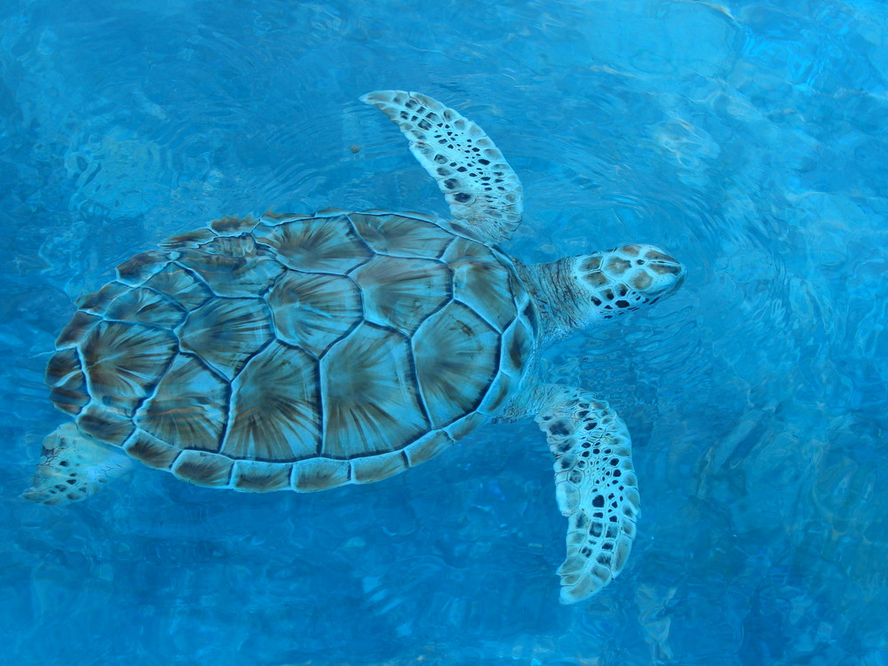 Meeresschildkröte auf Isla Mujeres