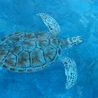 Meeresschildkröte auf Isla Mujeres