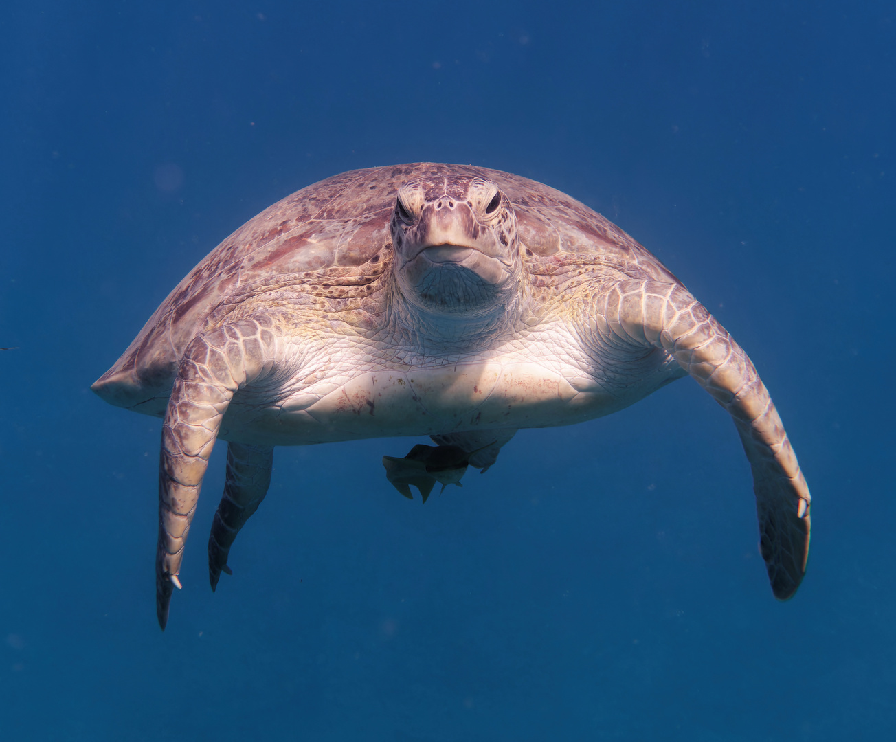Meeresschildkröte bedrohte Paddler