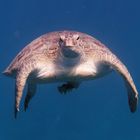 Meeresschildkröte bedrohte Paddler