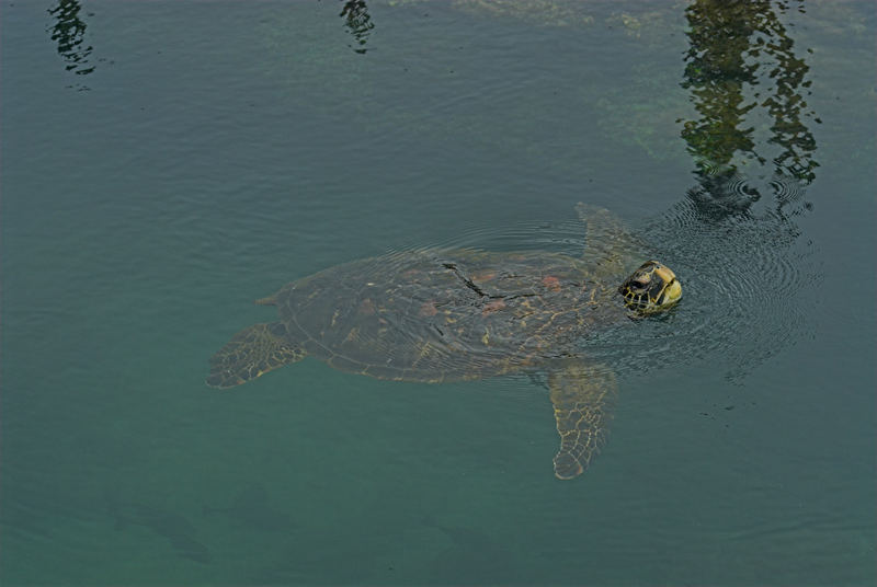 Meeresschildkröte beim Luftholen