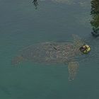 Meeresschildkröte beim Luftholen