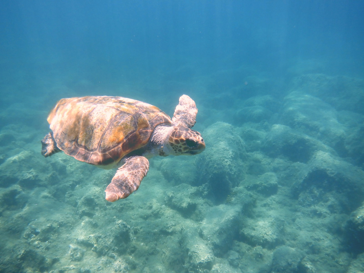 Meeresschildkröte Caretta Caretta