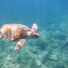 Meeresschildkröte Caretta Caretta