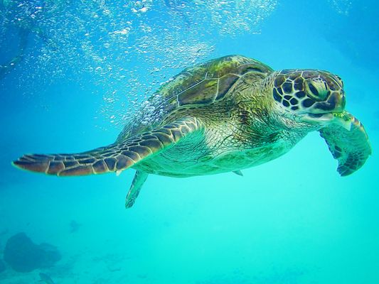 Meeresschildkröte 