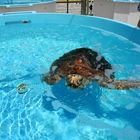 Meeresschildkröte in Rehabilitation