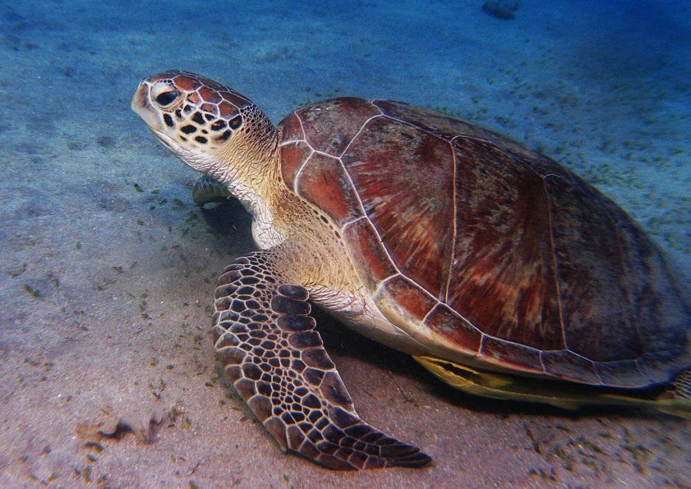 Meeresschildkröte, Marsa Alam, Ägypten 2015