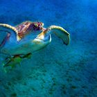 Meeresschildkröte mit Security