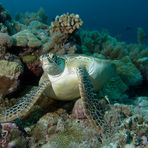 Meeresschildkröte | Rast im Korallenriff