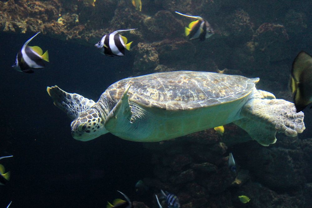 Meeresschildkröte unterwegs