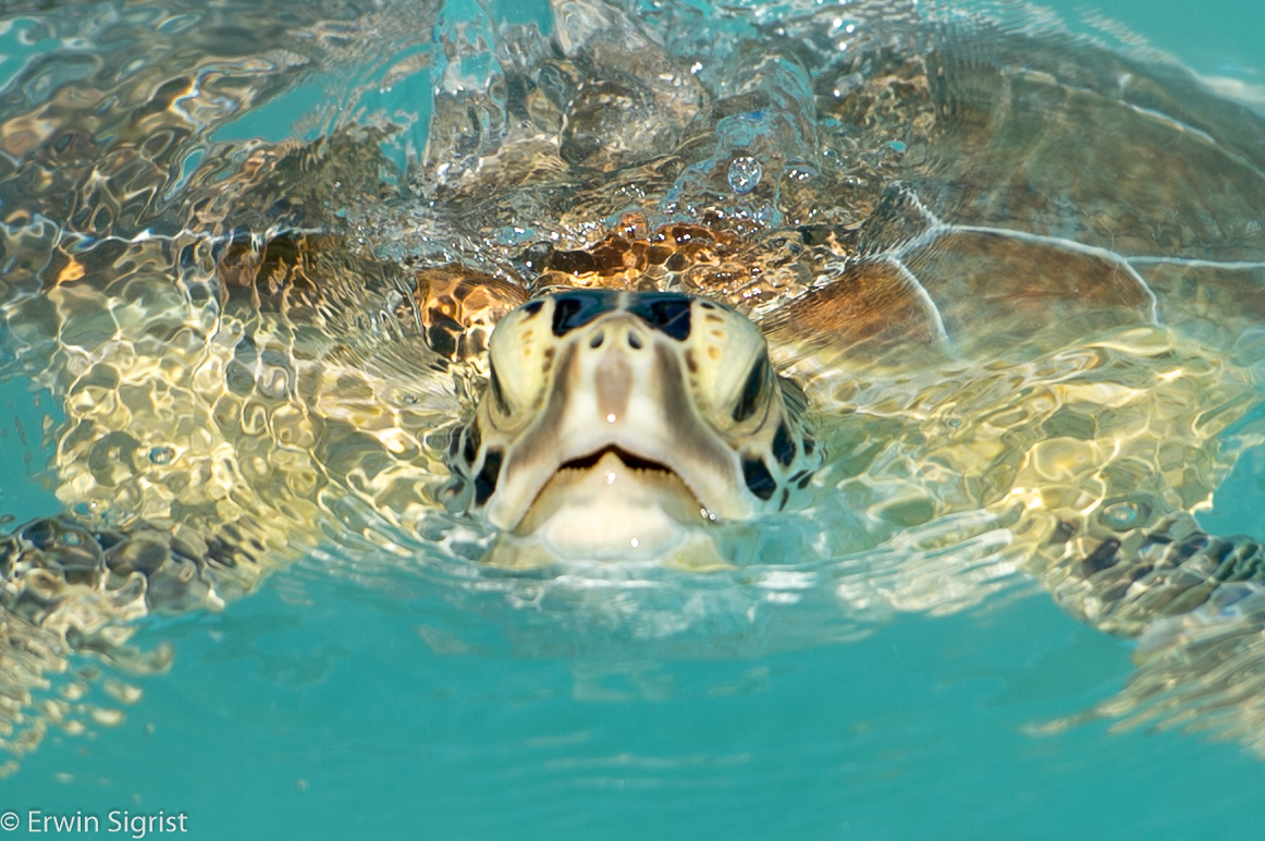 Meeresschildkröte vor Exuma - Bahamas