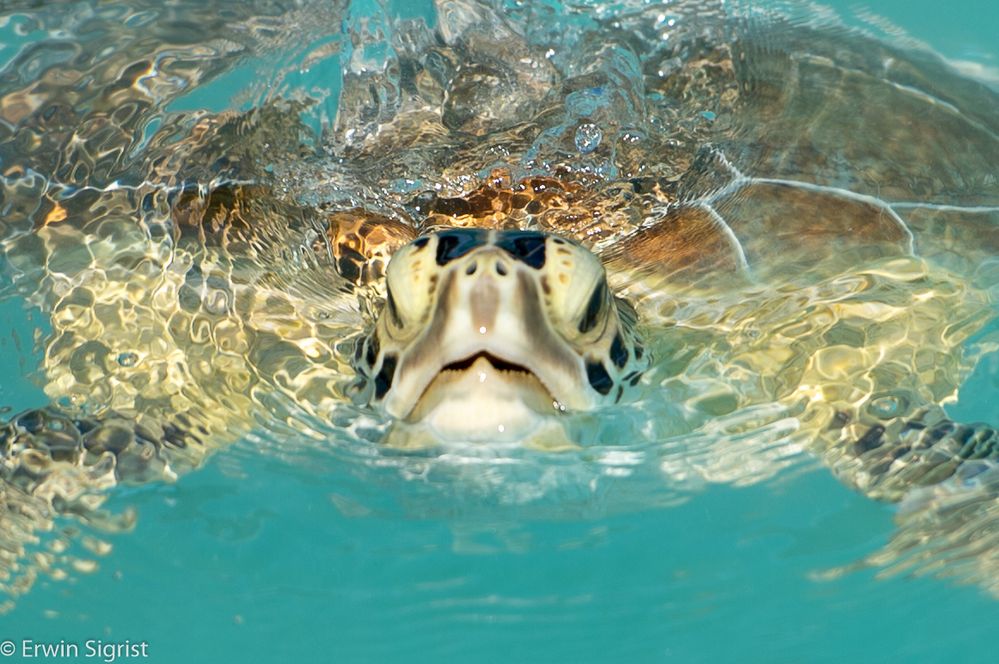 Meeresschildkröte vor Exuma - Bahamas