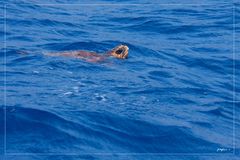 Meeresschildkröte vor Madeira