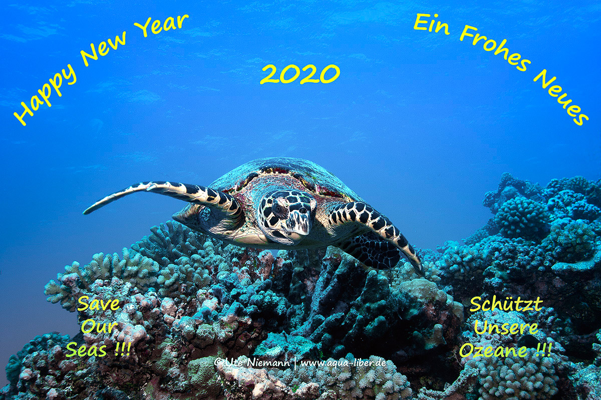 Meeresschildkröten | Happy New Year 2020