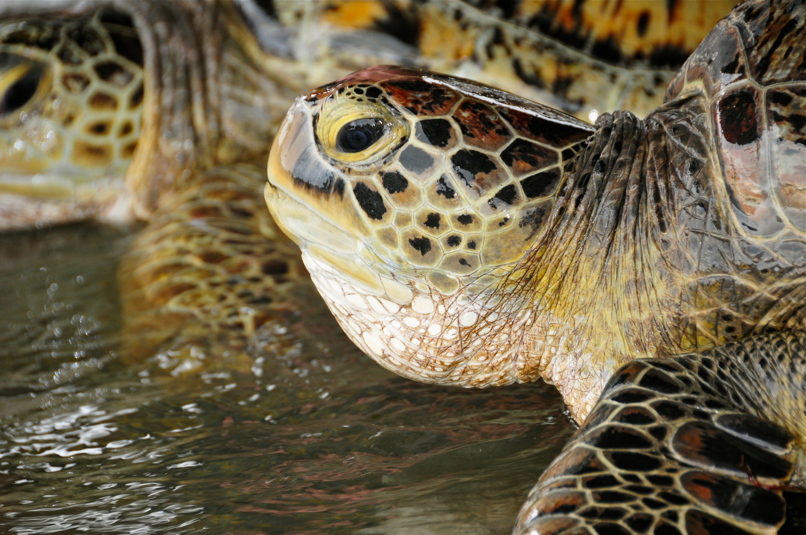Meeresschildkröten in Bali