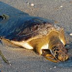 Meeresschildkröten - Sea Turtle Nesting Season