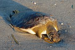 Meeresschildkröten - Sea Turtle Nesting Season