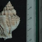Meeresschnecke, ausgegraben im Chianti