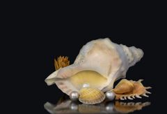 Meeresschnecke, Stachelschnecke und Herzmuschel mit Perlen