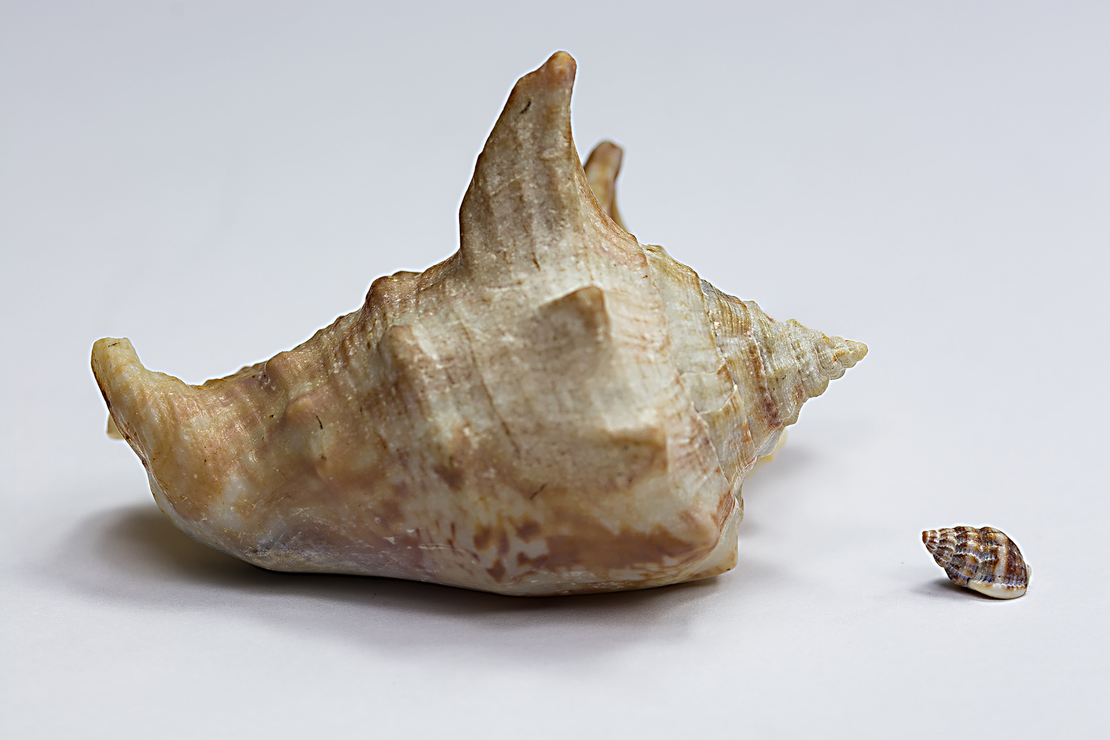 Meeresschnecken Foto Bild Stillleben Arrangierte Szenen Schatze Aus Dem Meer Bilder Auf Fotocommunity