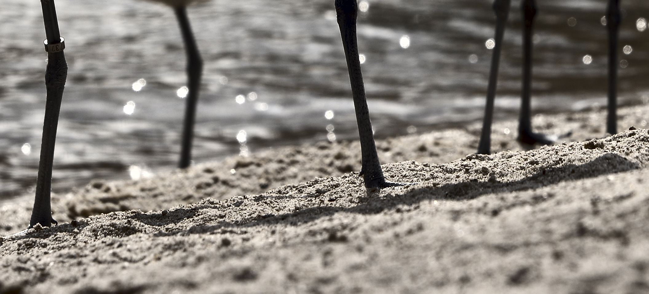 Meeresvögel am Strand