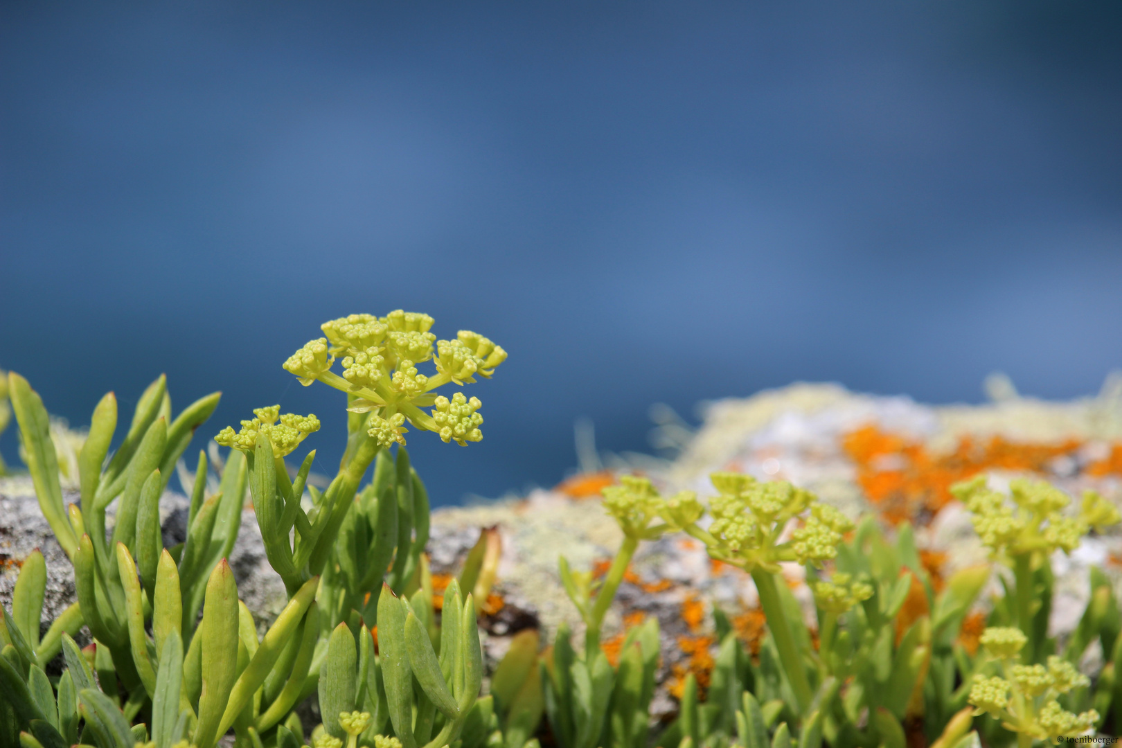 Meerfenchel (Crithmum maritimum)