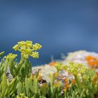 Meerfenchel (Crithmum maritimum)