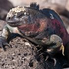 Meeriguana auf den Galapagosinseln