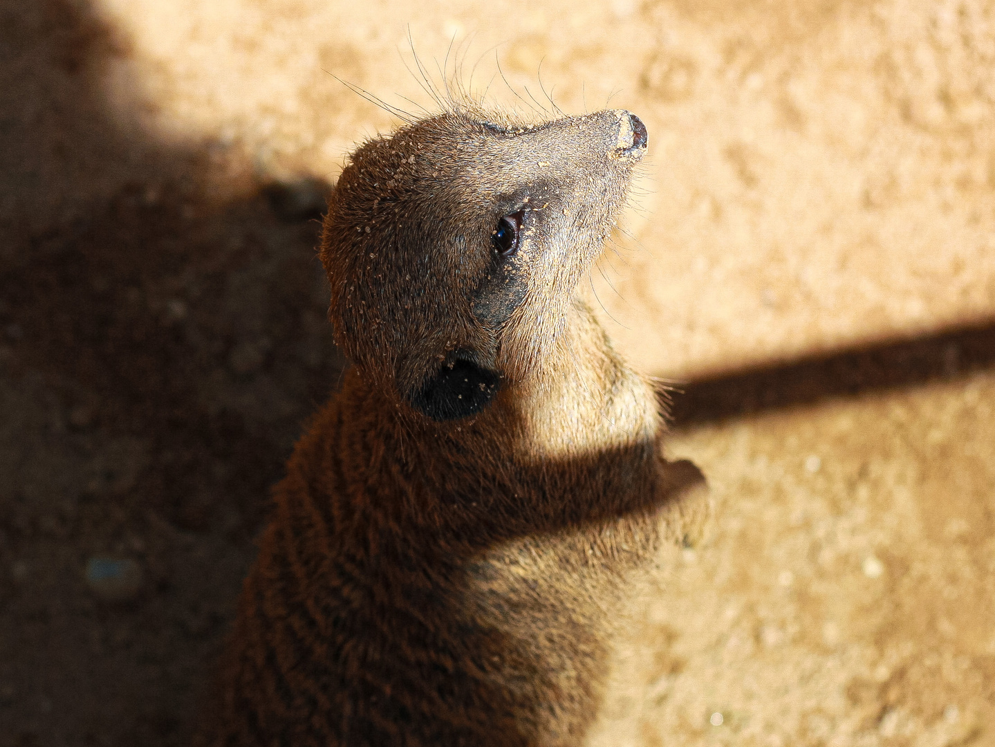 Meerkat