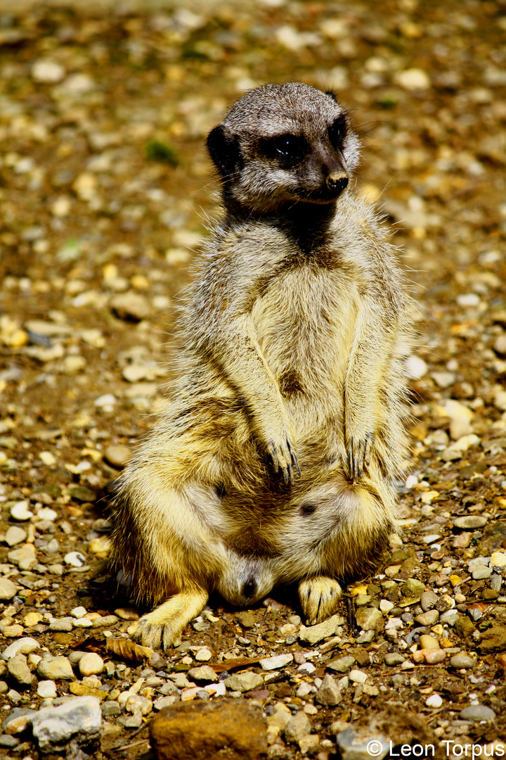 Meerkat