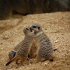 Meerkat 2