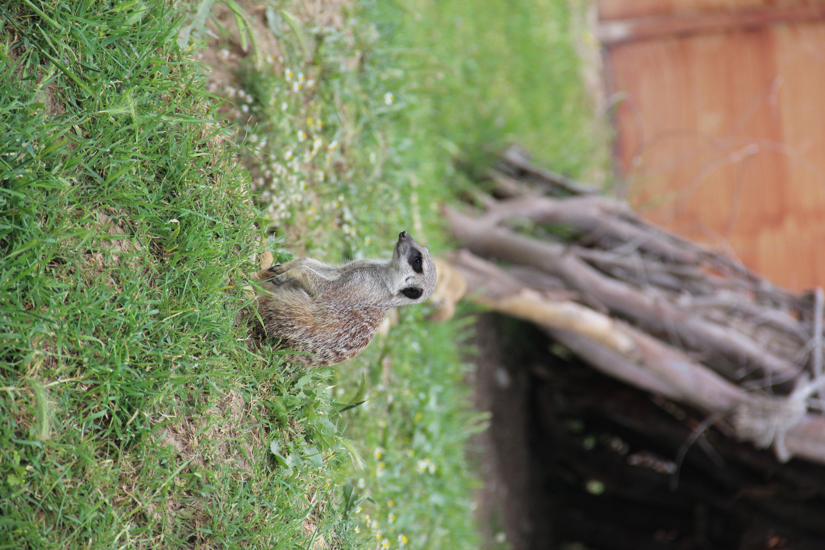 Meerkat