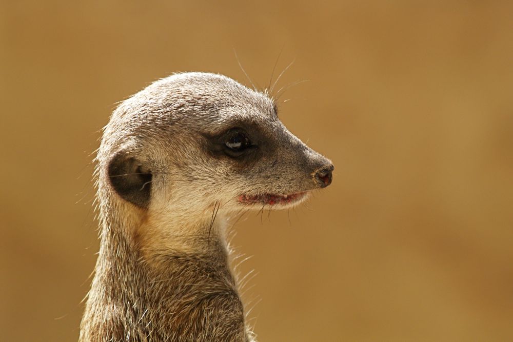 Meerkat