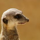 Meerkat