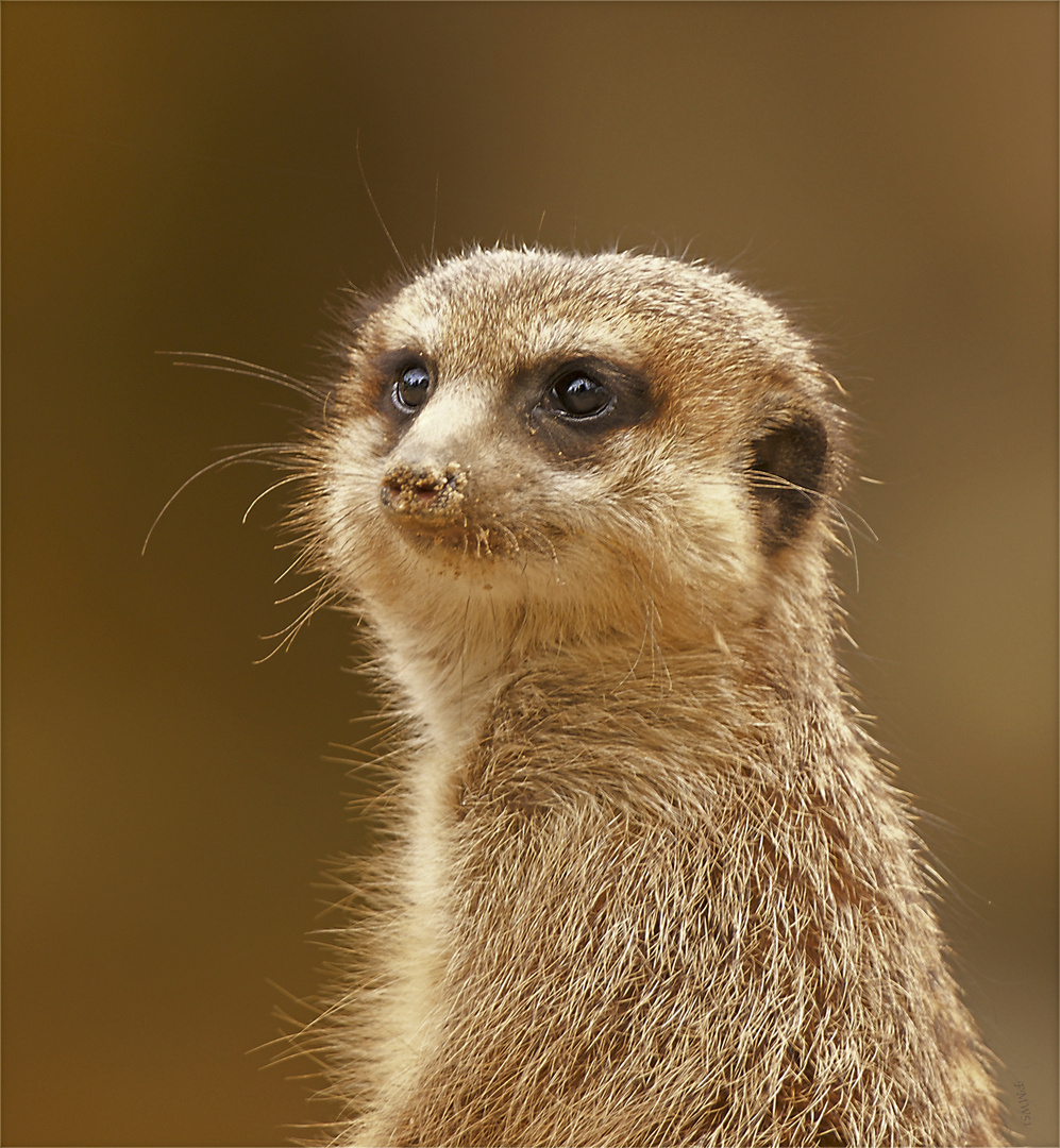 Meerkat