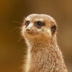 Meerkat