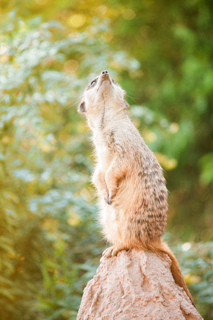 meerkat