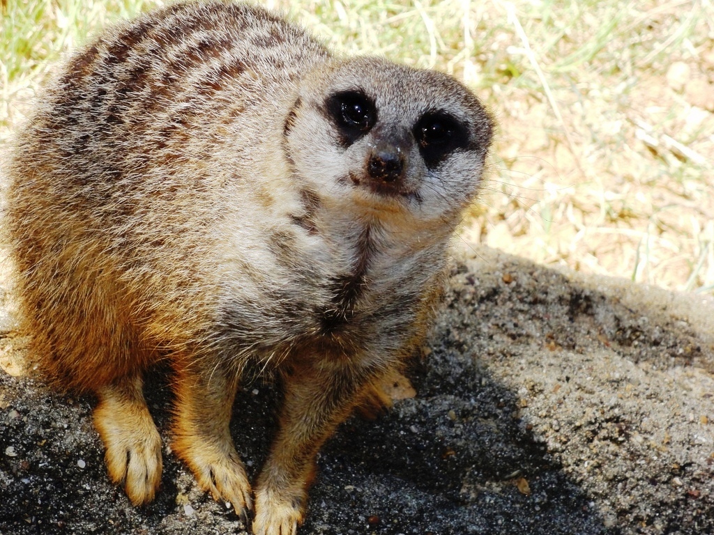 Meerkat.