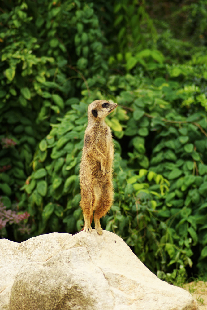 Meerkat