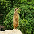 Meerkat