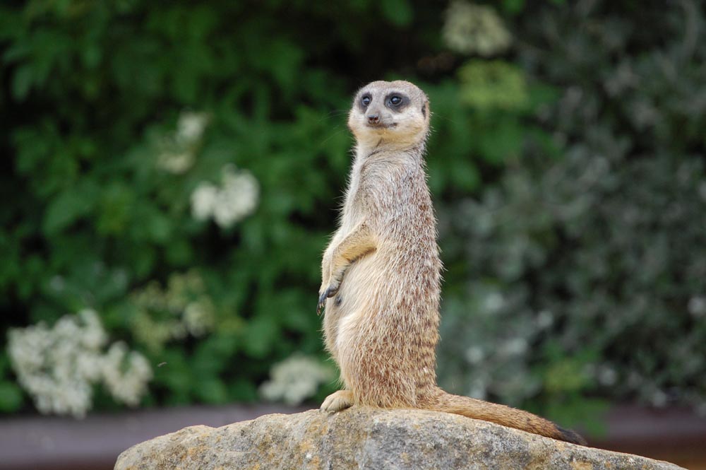 Meerkat