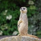 Meerkat