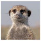 Meerkat