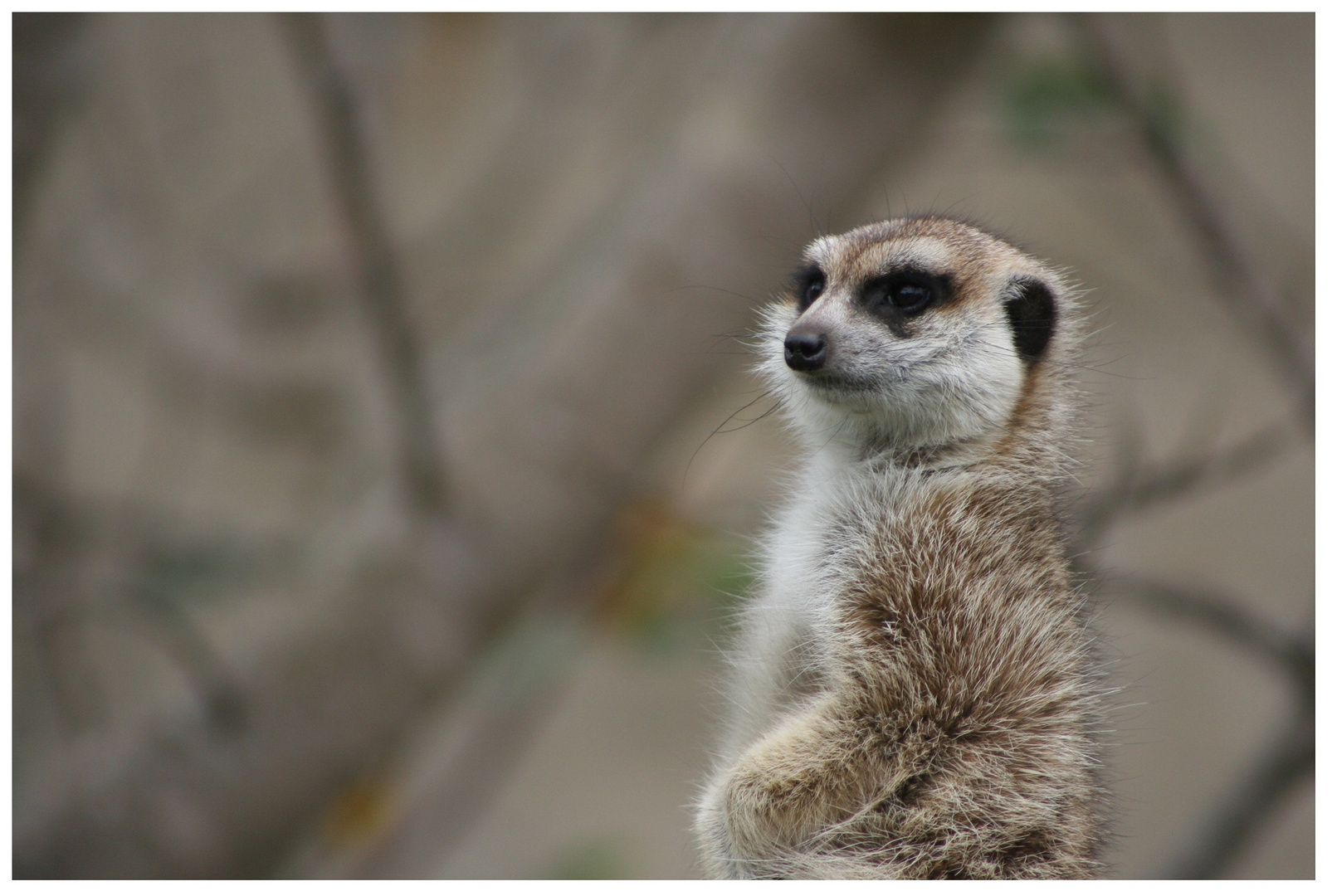 Meerkat