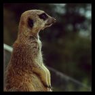 Meerkat