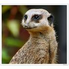 Meerkat