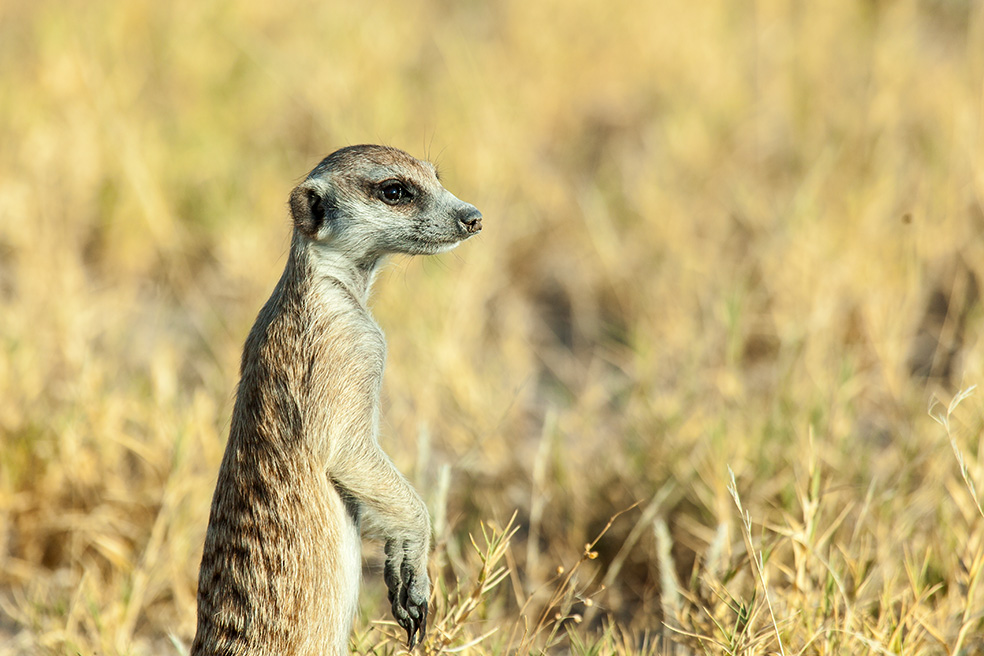 Meerkat