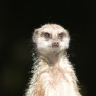 meerkat