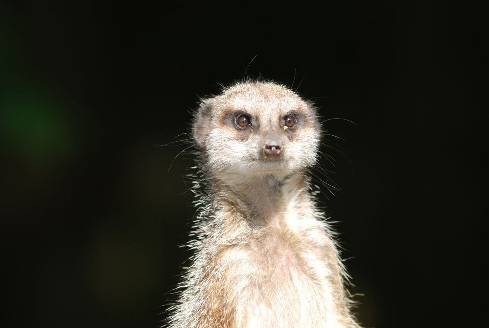 meerkat